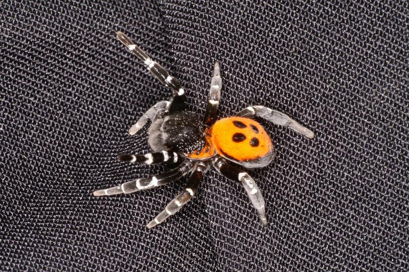 Eresus_sandaliatus_D2953_Z_84_NP De Hoge Veluwe_Nederland.jpg